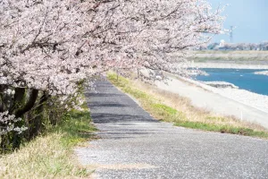 塩の千本桜