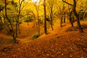 寺家公園の紅葉