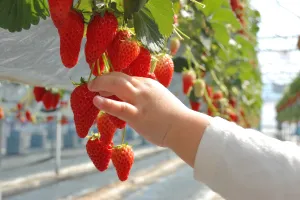 西塩野観光農園 いちご狩り