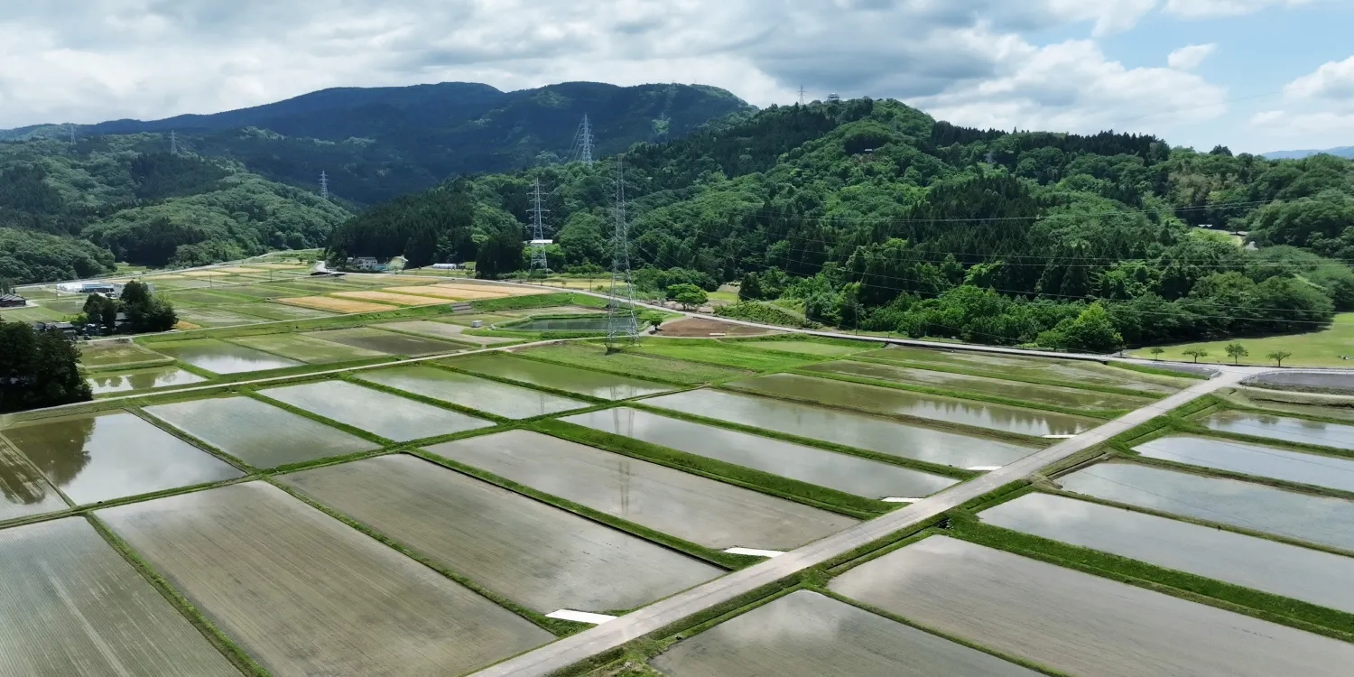 田植え体験