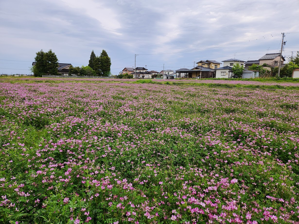 春の花々