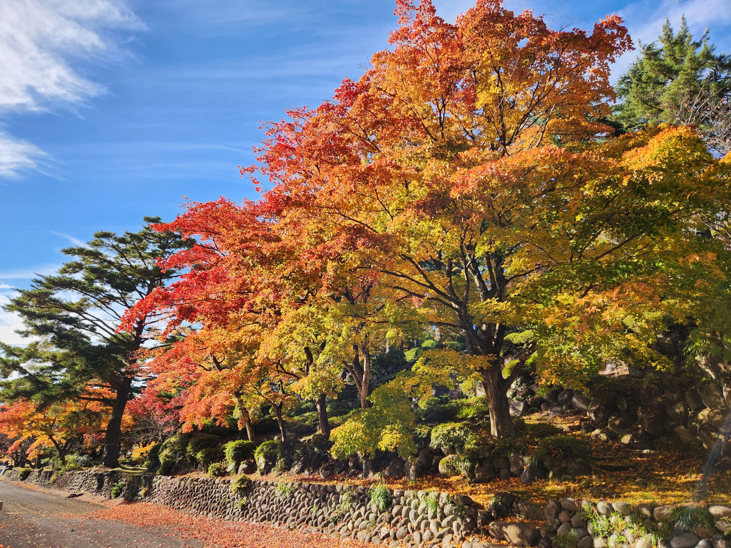 寺家公園の紅葉