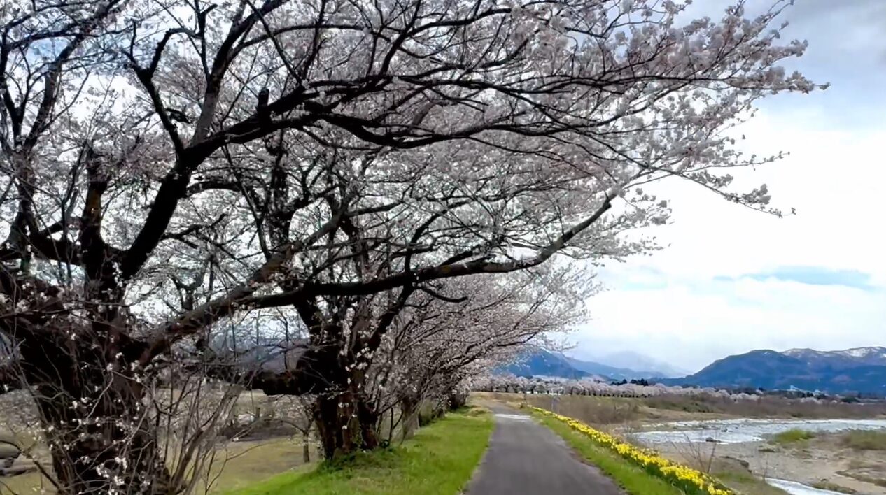 富山の隠れた桜の名所－空室ございます
